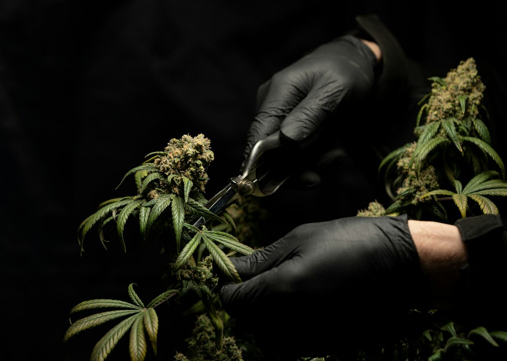 A Grower Cutting a Flower from a Cannabis Plant