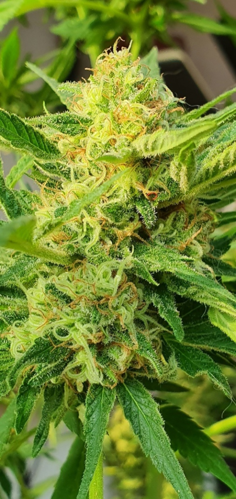 A Grown Cannabis Plant with a Trichome-rich Yellow, Green, and Orange Flower