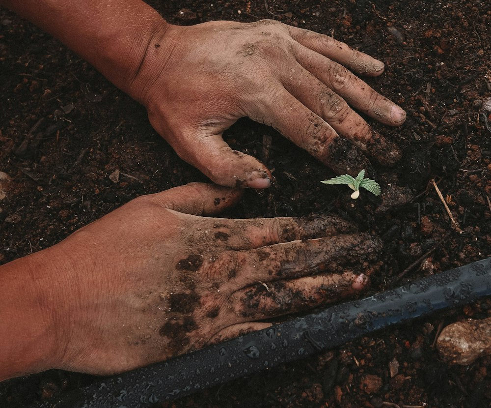 A Person Planting a Germinated Cannabis Seed